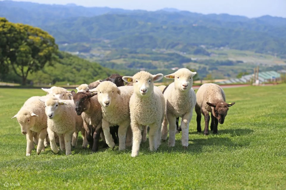 千葉 母親牧場
幕張可以去的景點
綿羊