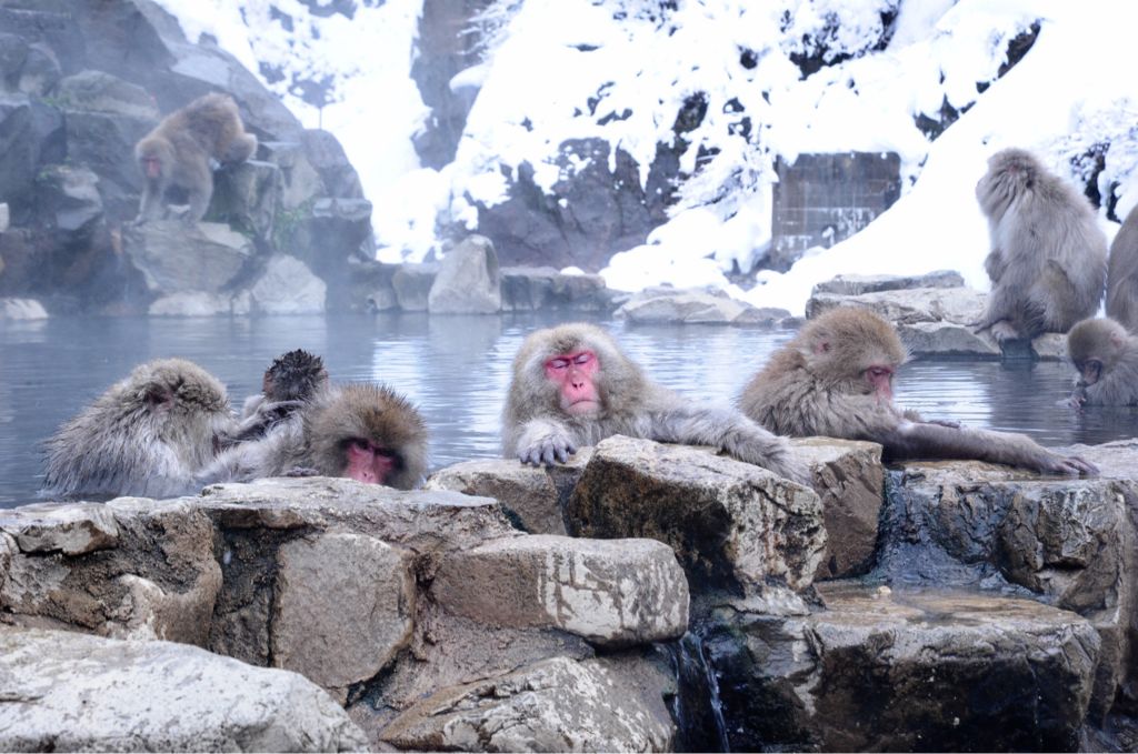 東京親子遊 景點推薦
雪猴公園 野猿公苑 看猴子泡溫泉